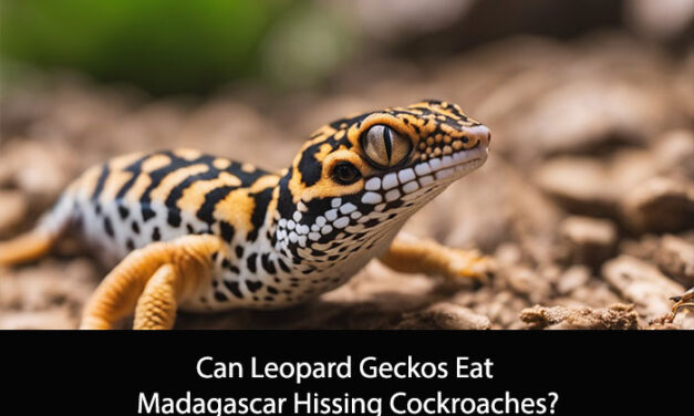 Can Leopard Geckos Eat Madagascar Hissing Cockroaches?