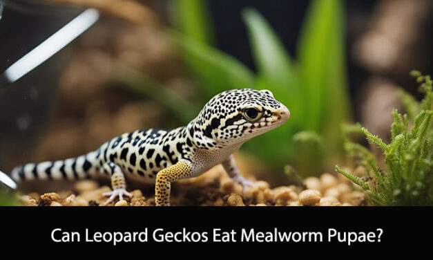 Can Leopard Geckos Eat Mealworm Pupae?