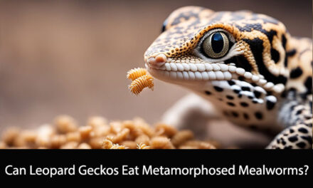 Can Leopard Geckos Eat Metamorphosed Mealworms?