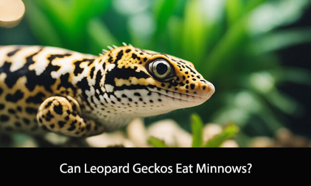 Can Leopard Geckos Eat Minnows?