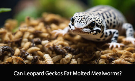 Can Leopard Geckos Eat Molted Mealworms?