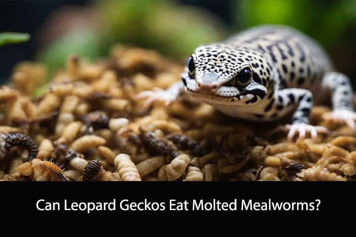 Can Leopard Geckos Eat Molted Mealworms?