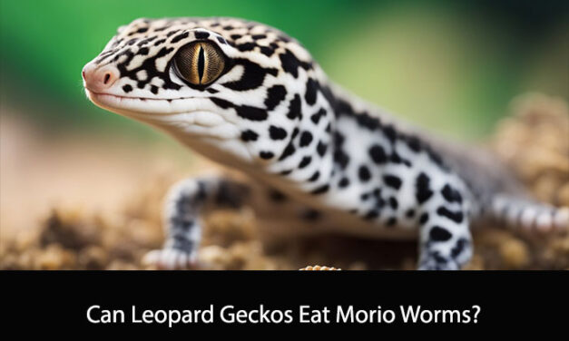 Can Leopard Geckos Eat Morio Worms?