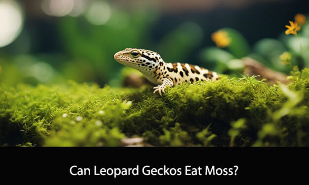 Can Leopard Geckos Eat Moss?