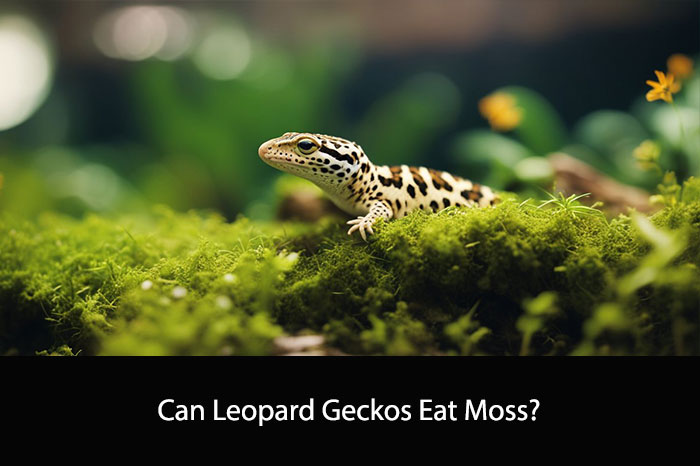 Can Leopard Geckos Eat Moss?