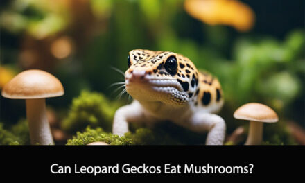 Can Leopard Geckos Eat Mushrooms?