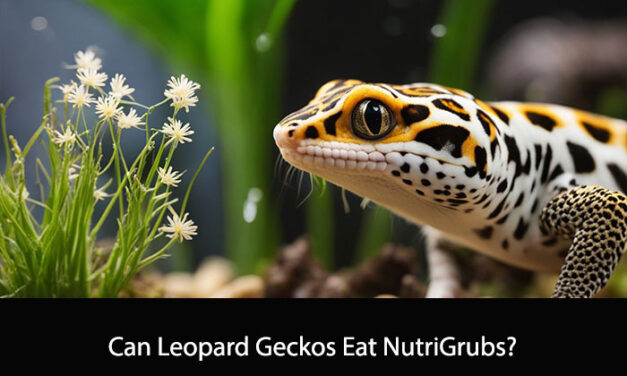 Can Leopard Geckos Eat NutriGrubs?