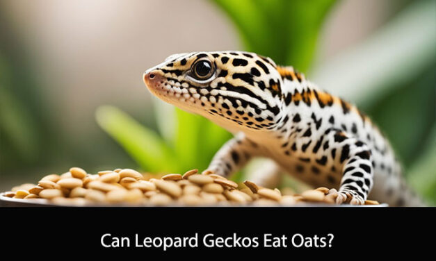 Can Leopard Geckos Eat Oats?