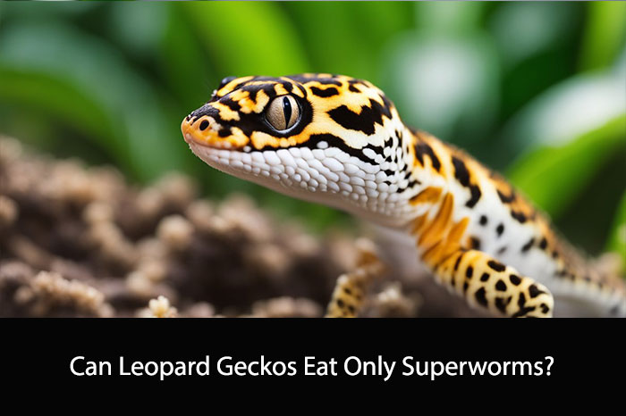 Can Leopard Geckos Eat Only Superworms?