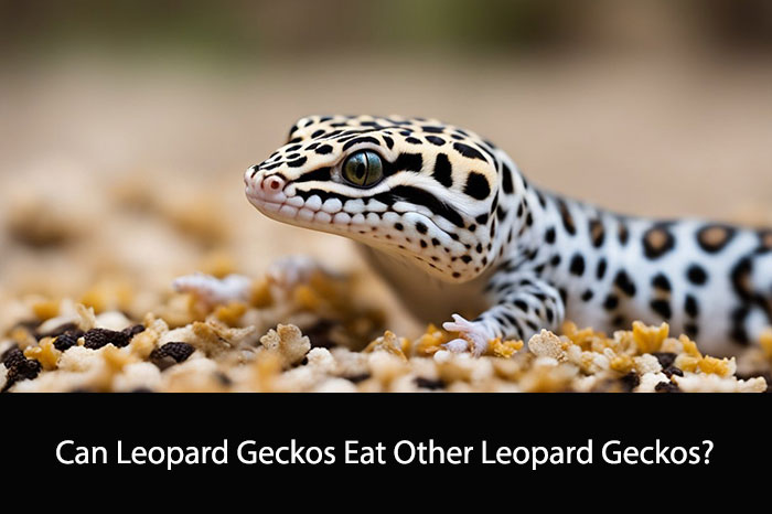 Can Leopard Geckos Eat Other Leopard Geckos?