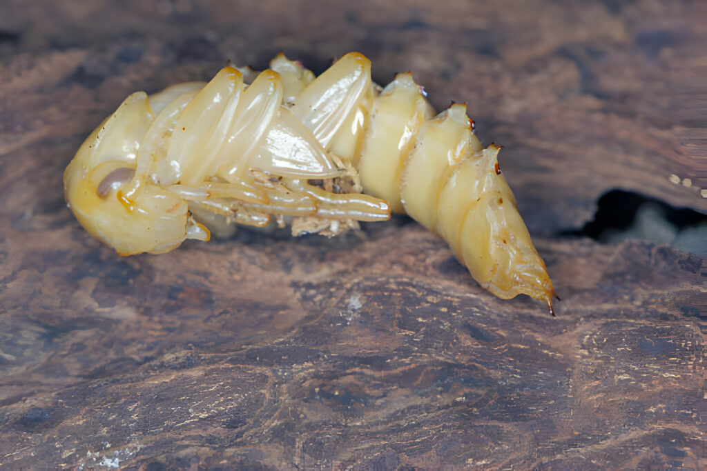 Can Leopard Geckos Eat Mealworm Pupae