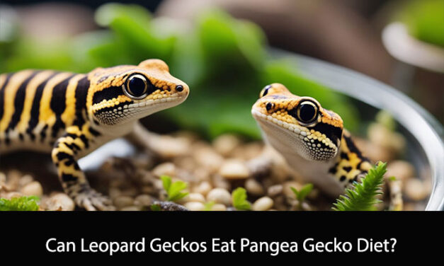 Can Leopard Geckos Eat Pangea Gecko Diet?