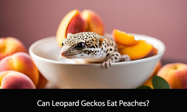 Can Leopard Geckos Eat Peaches?