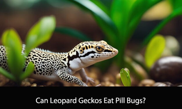 Can Leopard Geckos Eat Pill Bugs?