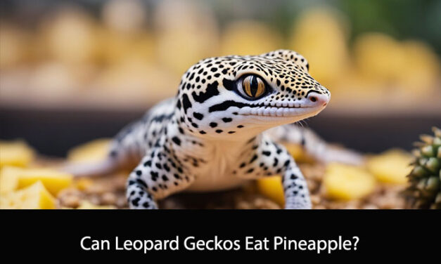 Can Leopard Geckos Eat Pineapple?