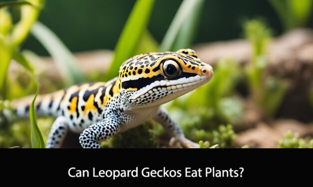 Can Leopard Geckos Eat Plants?