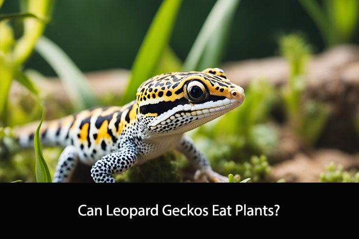 Can Leopard Geckos Eat Plants?