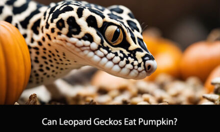 Can Leopard Geckos Eat Pumpkin?