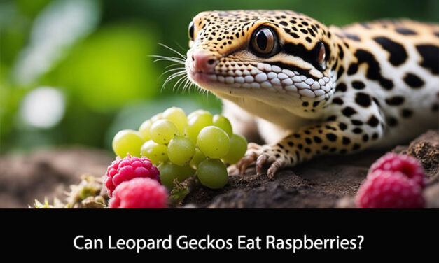 Can Leopard Geckos Eat Raspberries?