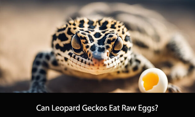 Can Leopard Geckos Eat Raw Eggs?