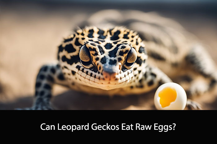 Can Leopard Geckos Eat Raw Eggs?