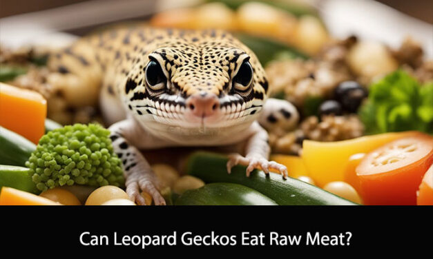 Can Leopard Geckos Eat Raw Meat?