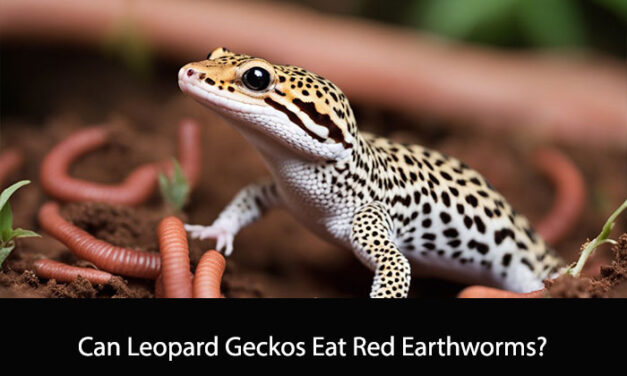 Can Leopard Geckos Eat Red Earthworms?