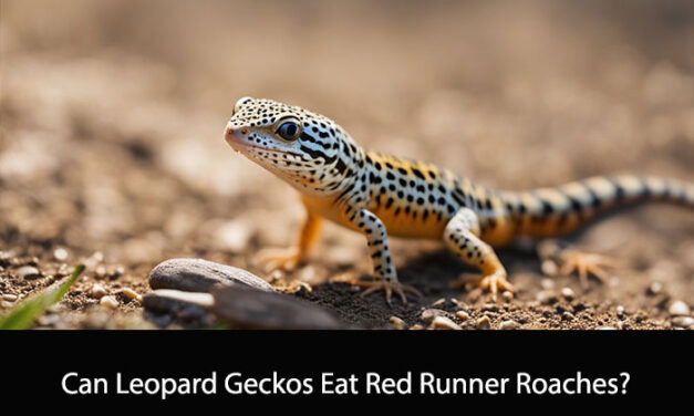 Can Leopard Geckos Eat Red Runner Roaches?