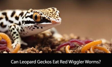 Can Leopard Geckos Eat Red Wiggler Worms?