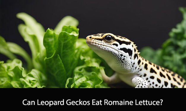 Can Leopard Geckos Eat Romaine Lettuce?