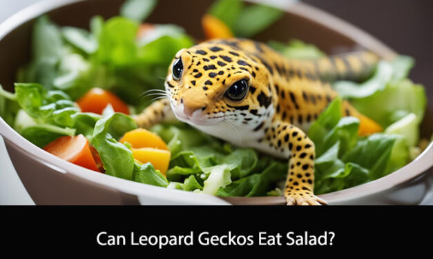 Can Leopard Geckos Eat Salad?