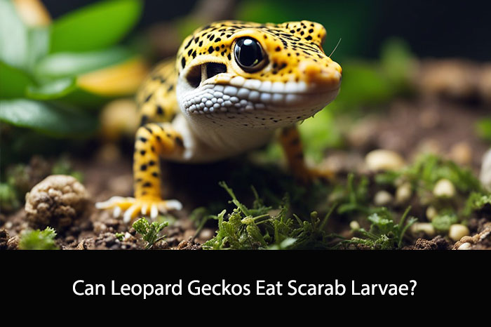 Can Leopard Geckos Eat Scarab Larvae?