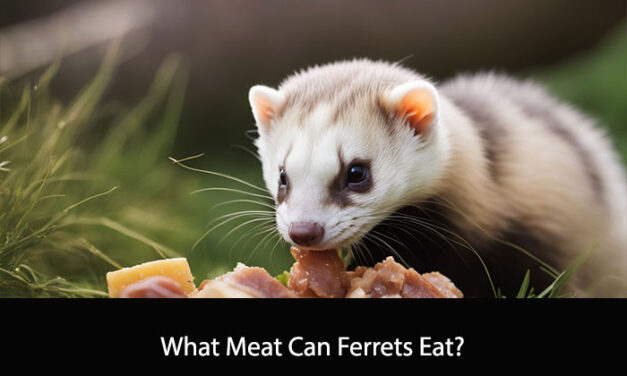 What Meat Can Ferrets Eat?