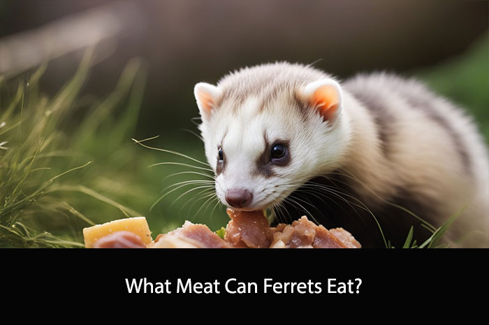 What Meat Can Ferrets Eat?