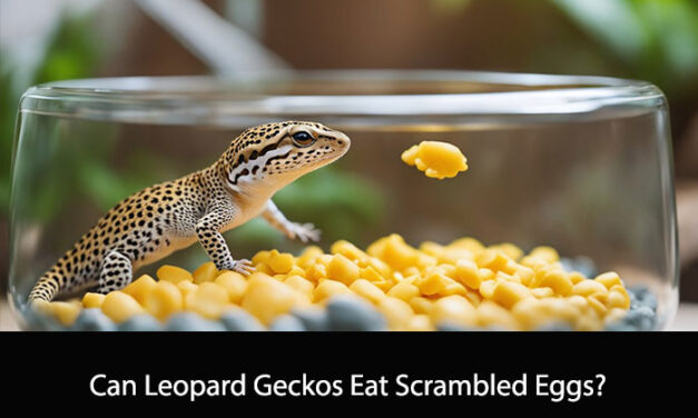 Can Leopard Geckos Eat Scrambled Eggs?