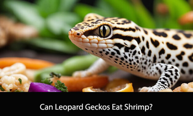 Can Leopard Geckos Eat Shrimp?