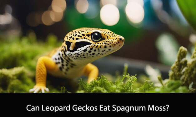 Can Leopard Geckos Eat Spagnum Moss?