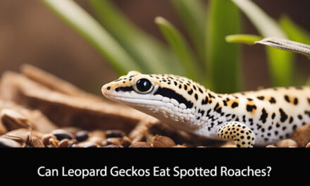 Can Leopard Geckos Eat Spotted Roaches?