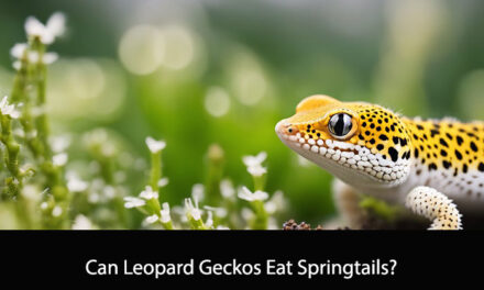 Can Leopard Geckos Eat Springtails?