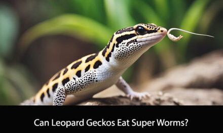 Can Leopard Geckos Eat Super Worms?