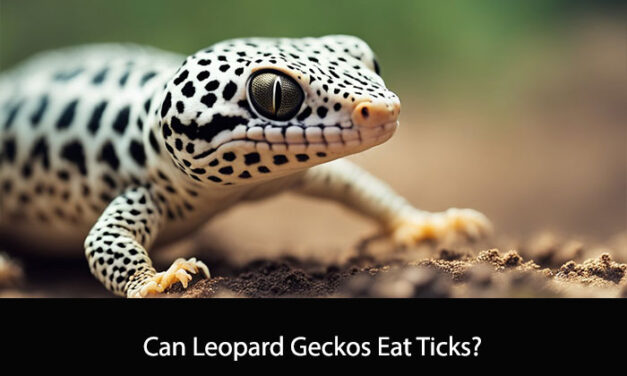 Can Leopard Geckos Eat Ticks?