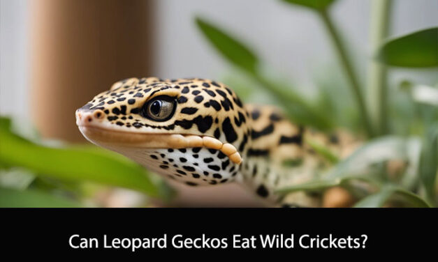 Can Leopard Geckos Eat Wild Crickets?