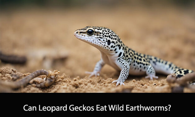 Can Leopard Geckos Eat Wild Earthworms?