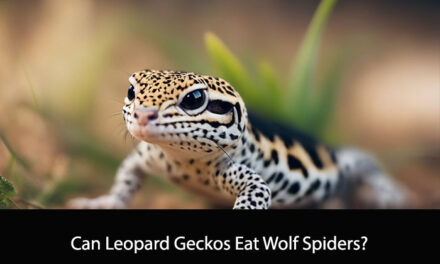 Can Leopard Geckos Eat Wolf Spiders?