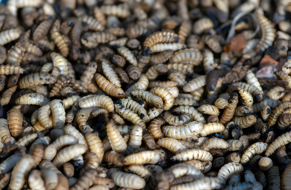 Can Leopard Geckos Eat Soldier Worms