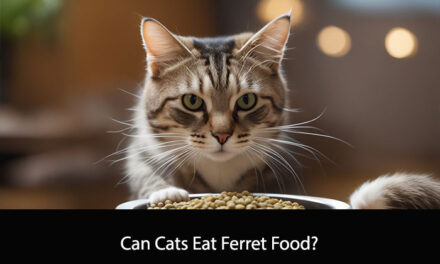 Can Cats Eat Ferret Food?