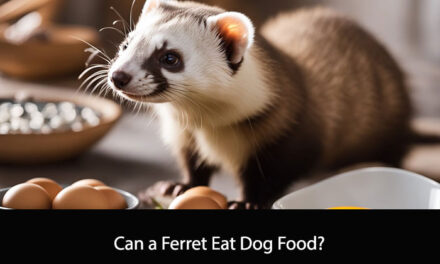 Can a Ferret Eat Dog Food?