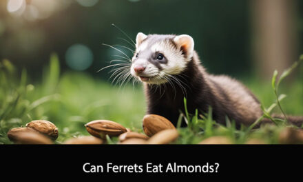 Can Ferrets Eat Almonds?