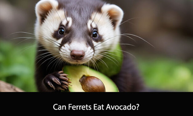 Can Ferrets Eat Avocado?