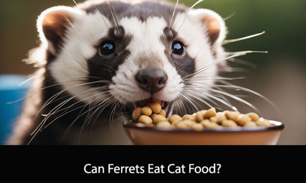 Can Ferrets Eat Cat Food?